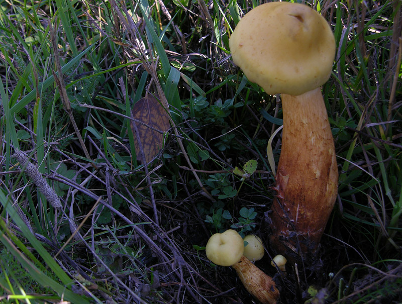 Pholiota da guinnes.......